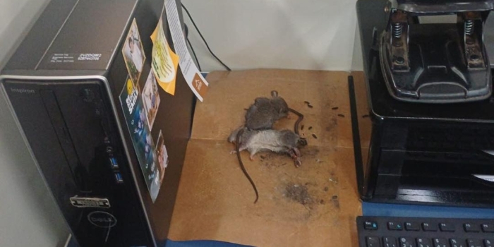 Foto de capa da notícia