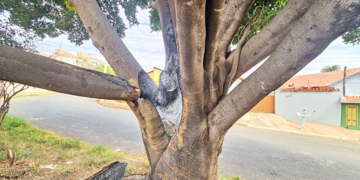 Foto de capa da notícia