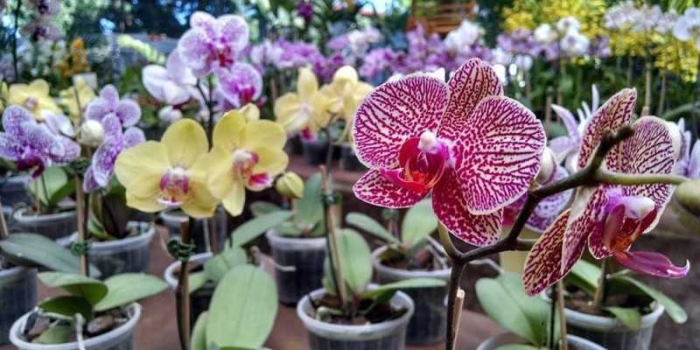 Foto de capa da notícia