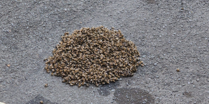 Foto de capa da notícia