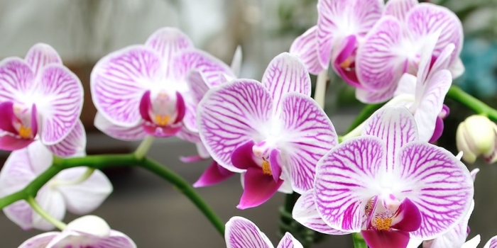 Foto de capa da notícia