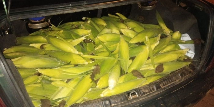 Foto de capa da notícia