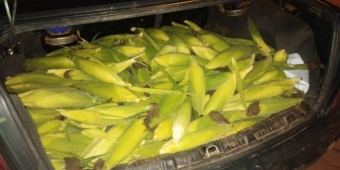 Imagem de capa da notícia