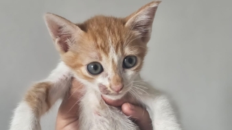 Imagem de capa da notícia