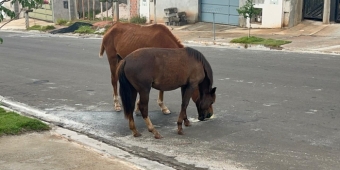 Imagem de capa da notícia