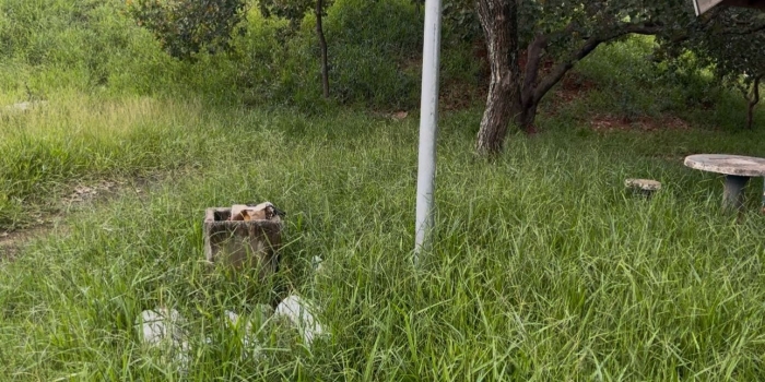 Foto de capa da notícia