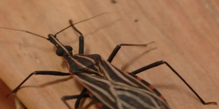 Foto de capa da notícia