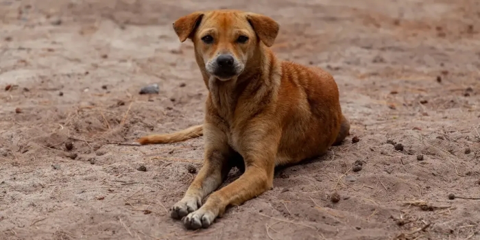 Foto de capa da notícia