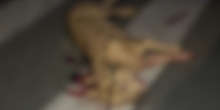 Foto de capa da notícia