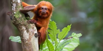 Imagem de capa da notícia