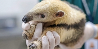 Imagem de capa da notícia