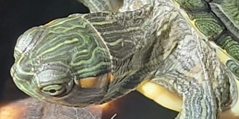 Imagem de capa da notícia