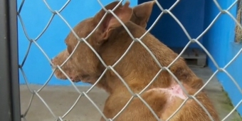 Imagem de capa da notícia