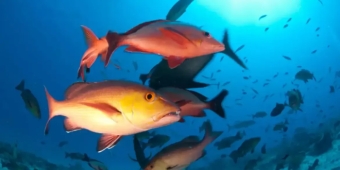 Imagem de capa da notícia