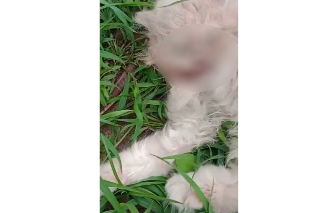 Imagem de capa da notícia