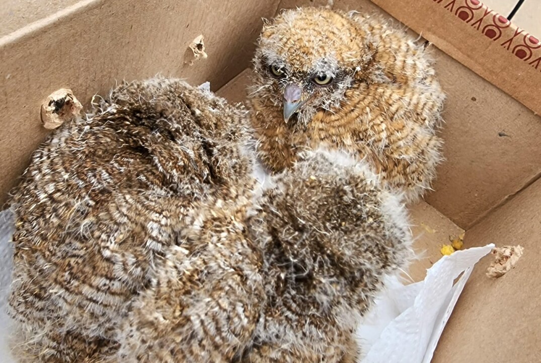 Imagem de capa da notícia